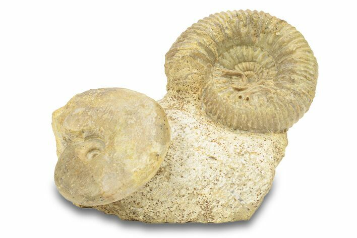 Jurassic Ammonite (Parkinsonia & Hectioceras) Cluster - England #279310